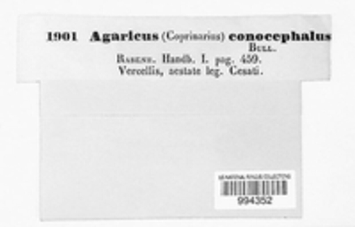 Galerella image